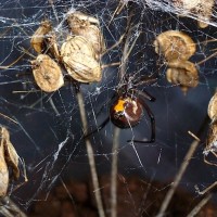 Latrodectus menavodi