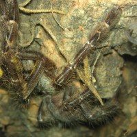 P. Regalis