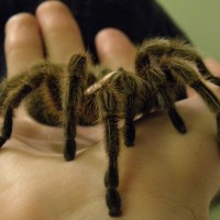 Chilean Rose Tarantula