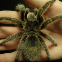 Chilean Rose Tarantula