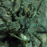 Dark Fishing Spider (Dolomedes tenebrosus)