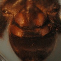 Ephebopus murinus Male or Female?