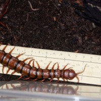 Scolopendra subspinipes, 27 cm