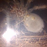 B. Smithi - M or F?