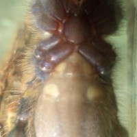 P. Metallica