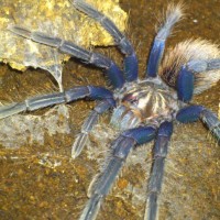 X.sp.blue