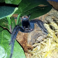 Xenesthis sp. blue