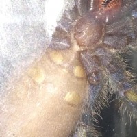 Can anyone plz sex my P. metallica?
