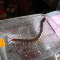 Scolopendra subspinipes and her new home