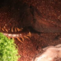 Scolopendra subspinipes and her new home