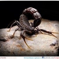 Androctonus bicolor 7.instar adult male