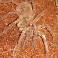 Theraphosa Stirmi