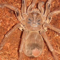 Theraphosa Stirmi