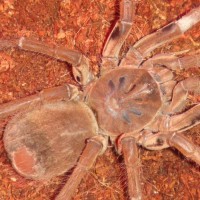 Theraphosa Stirmi