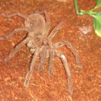 Theraphosa Stirmi