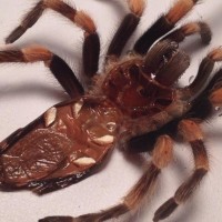 B. smithi 3-4 inches