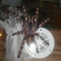 Poecilotheria formosa