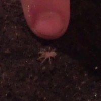 Sir Squishy the g.rosea sling :)