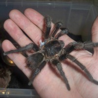 Phormictopus cancerides MM