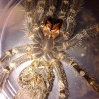 g pulchripes 3 inches