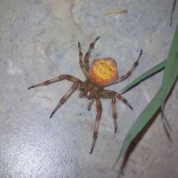 orb-weaver