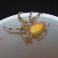 orb-weaver .2