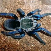 My Personal Collection of Tarantulas