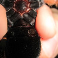 My second Brachypelma boehmei male or female