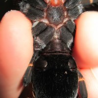 My third Brachypelma boehmei male or female