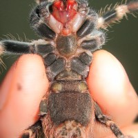 No:1 Nhandu chromatus male or female