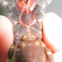No:2 Nhandu chromatus male or female