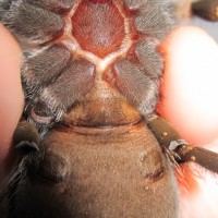 No:1 Brachypelma smithi male or female