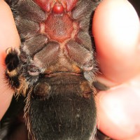 No:2 Brachypelma smithi male or female