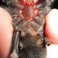 No:3 Brachypelma smithi male or female