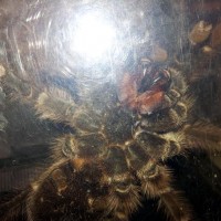 Haitian brown tarantula