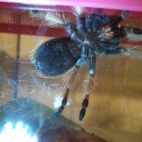 B.boehmei .. M or F