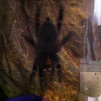 Avicularia urticans subadult