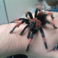 brachypelma emilia - Male