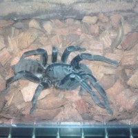 haplopelma minax