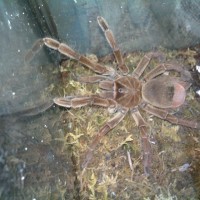 Theraphosa Stirmi - Immature Male