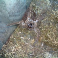 Theraphosa Stirmi - Immature Male