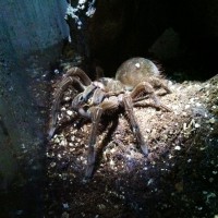 T. Stirmi feasting