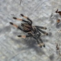 psalmopoeus cambridgei