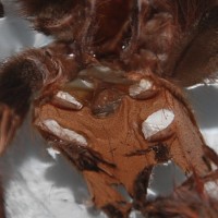 My Brazilian red and White Tarantula#1