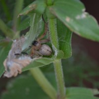 Sparassidae