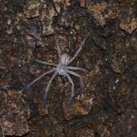 Sparassidae