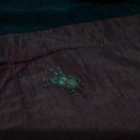 P.regalis M or F by folio stripe