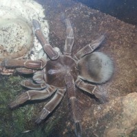 t stirmi