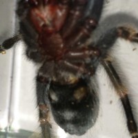 Same B. smithi