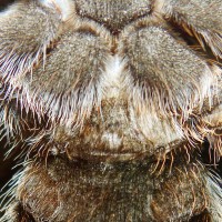 Female rose-hair tarantula?